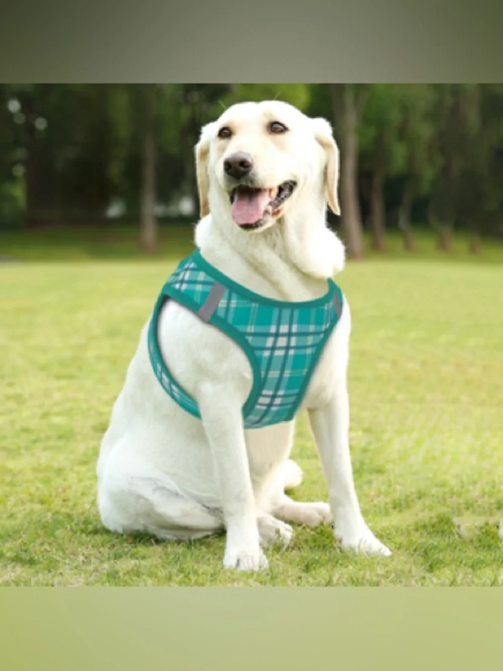 Teal Plaid Dog Harness and Rope Leash Set - Durable Comfort for Daily Walks🐾🌟💚